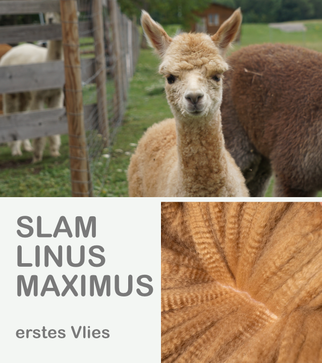 Slam Linus Maximus