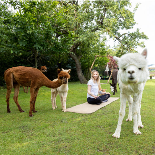 Yoga auf der Alpakaweide