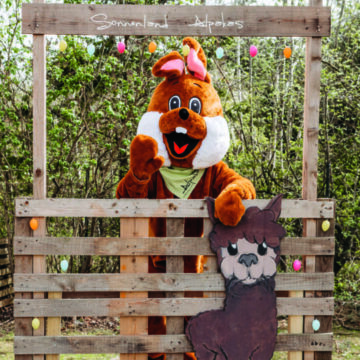 Osterhase-Maskottchen auf einer Holzpalette mit Osterdekoration beim Sonnenland Alpakas Oster Special Osterhase-Maskottchen auf einer Holzpalette mit Osterdekoration beim Sonnenland Alpakas Oster Special