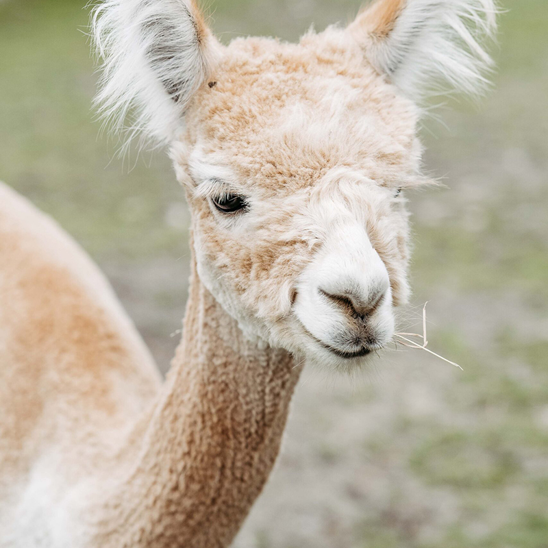 SLAM Peppo, light fawn, Nachkomme von AZ7H Baxter