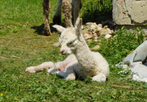 benni ansehen